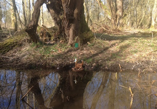 Fairy door at Acorn Bank