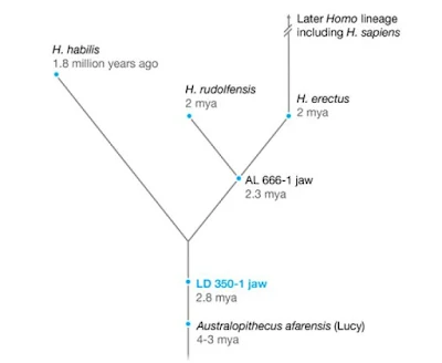 Human timelines and the tree of life.