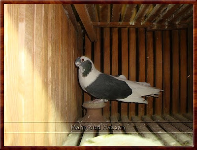 Egyptian swift pigeons for sale