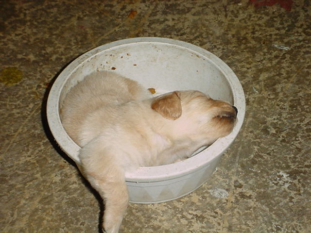 9 fotos de cachorros que dormiram na hora de comer