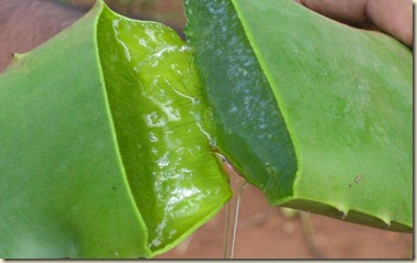 aloe vera