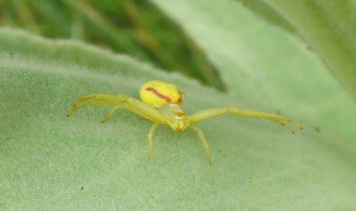 Goldenrod Crab Spider