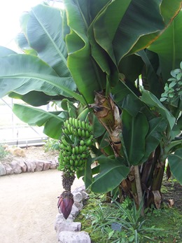 2010.08.13-005 plantes utiles