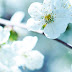 25 Cherry Blossom Wallpaper Collection