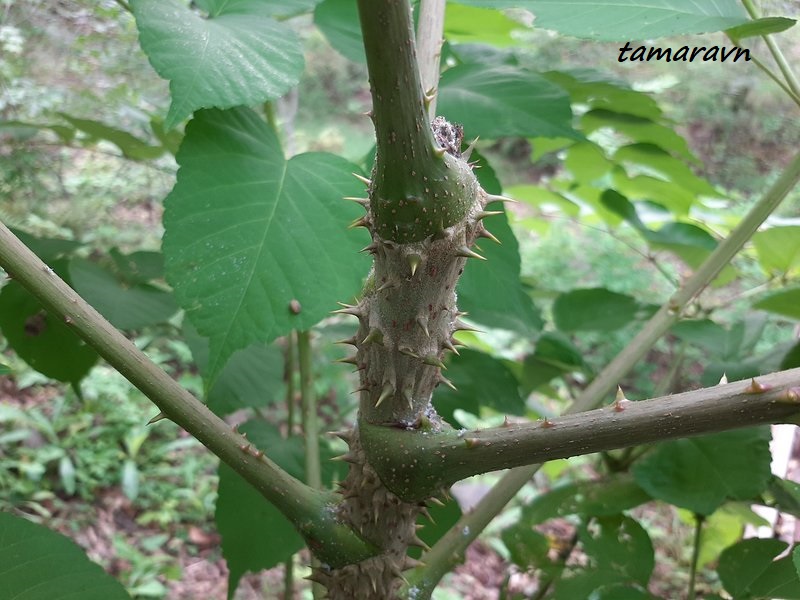 Аралия высокая / Аралия маньчжурская (Aralia elata, =Aralia mandshurica)