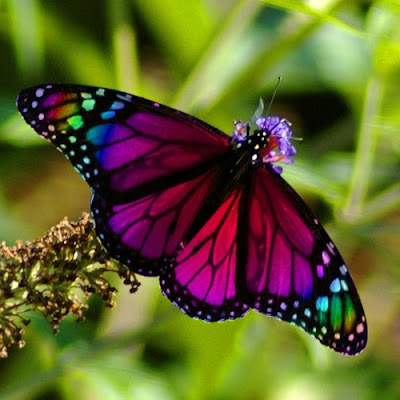 Office lobby reception areas do well decorated with butterflies because they 