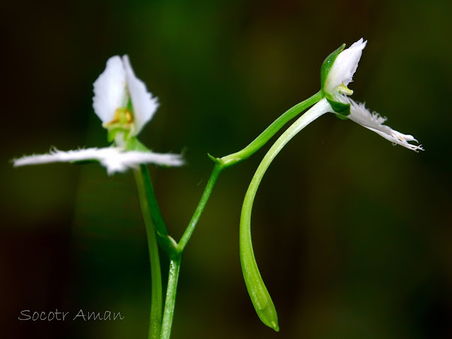 Pecteilis radiata