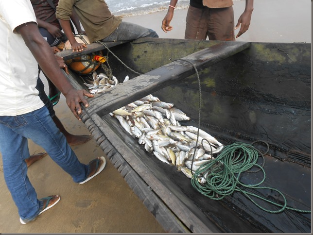 Night's catch in boat Kribi