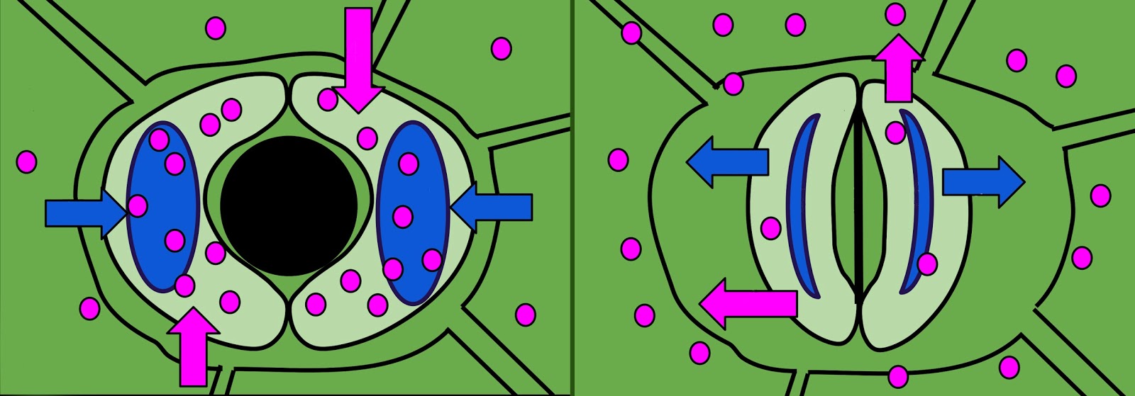 Baja Foliar EZIGROW Fungsi Stoma Pada  Daun 