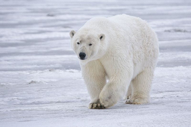  Beruang  Kutub  Karnivora Terbesar dan Paling Berbahaya 