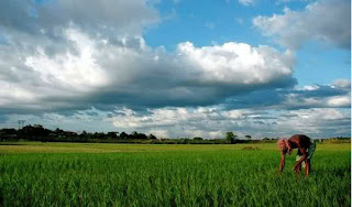 Indian Farmer