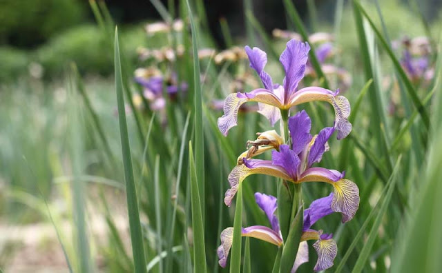 Iris Flowers Pictures