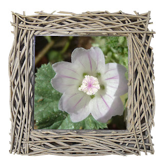 Malva hispanica