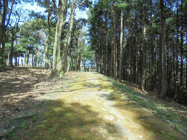 美しい弥生の森遊歩道