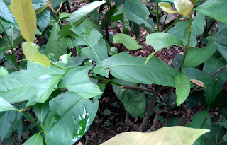 Gambar Tanaman Asoka (Ixora Coccinea)