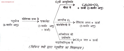 Bihar Board Class 10th Biology Biological Process  NCERT Class 10 Science Chapter 6  बिहार बोर्ड कक्षा 10वीं विज्ञान अध्याय 6 जैव प्रक्रम  सभी प्रश्नों के उत्तर