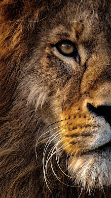 Gambar wajah singa jantan keren buat wallpaper iPhone dan Android