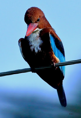 "White-throated Kingfisher - Halcyon smyrnensis, perched on a wire cable."