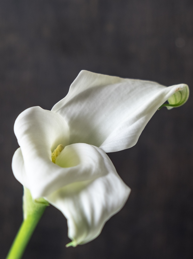 White Calla Flower by Frauke