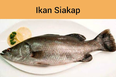 Ikan Siakap