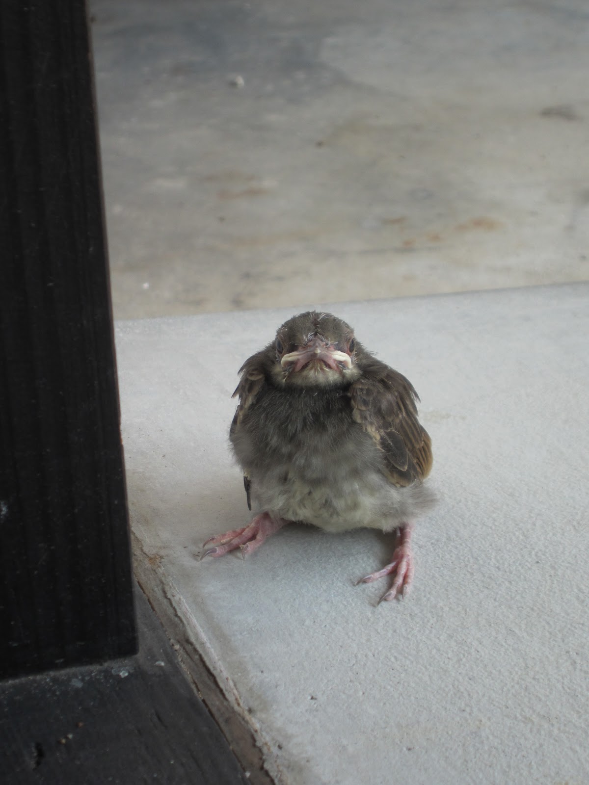 もしも民家が無かったら 鳩の赤ちゃんが こんにちは
