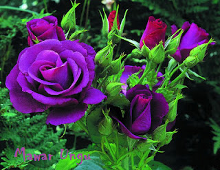  Bunga Mawar Ungu Purple Rose Photos Alam Mentari