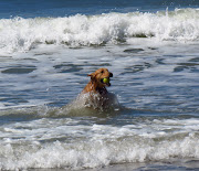 The California Beach Lifein February and March (img )