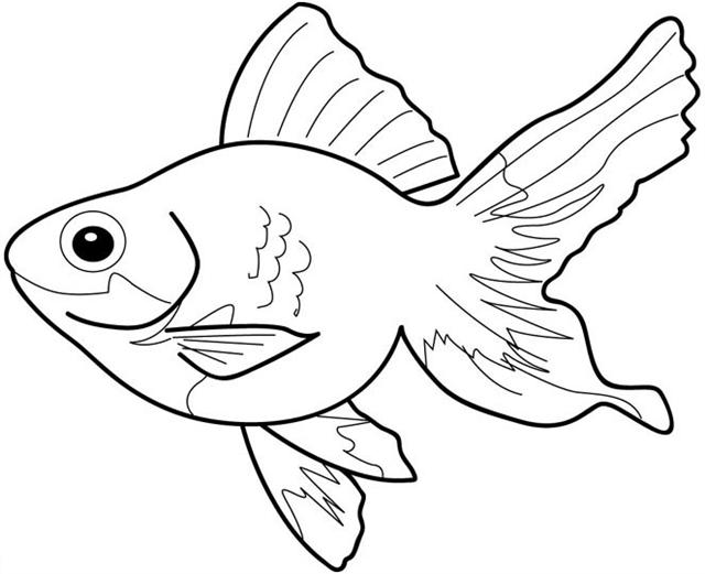 Fish Coloring Pages  Team colors