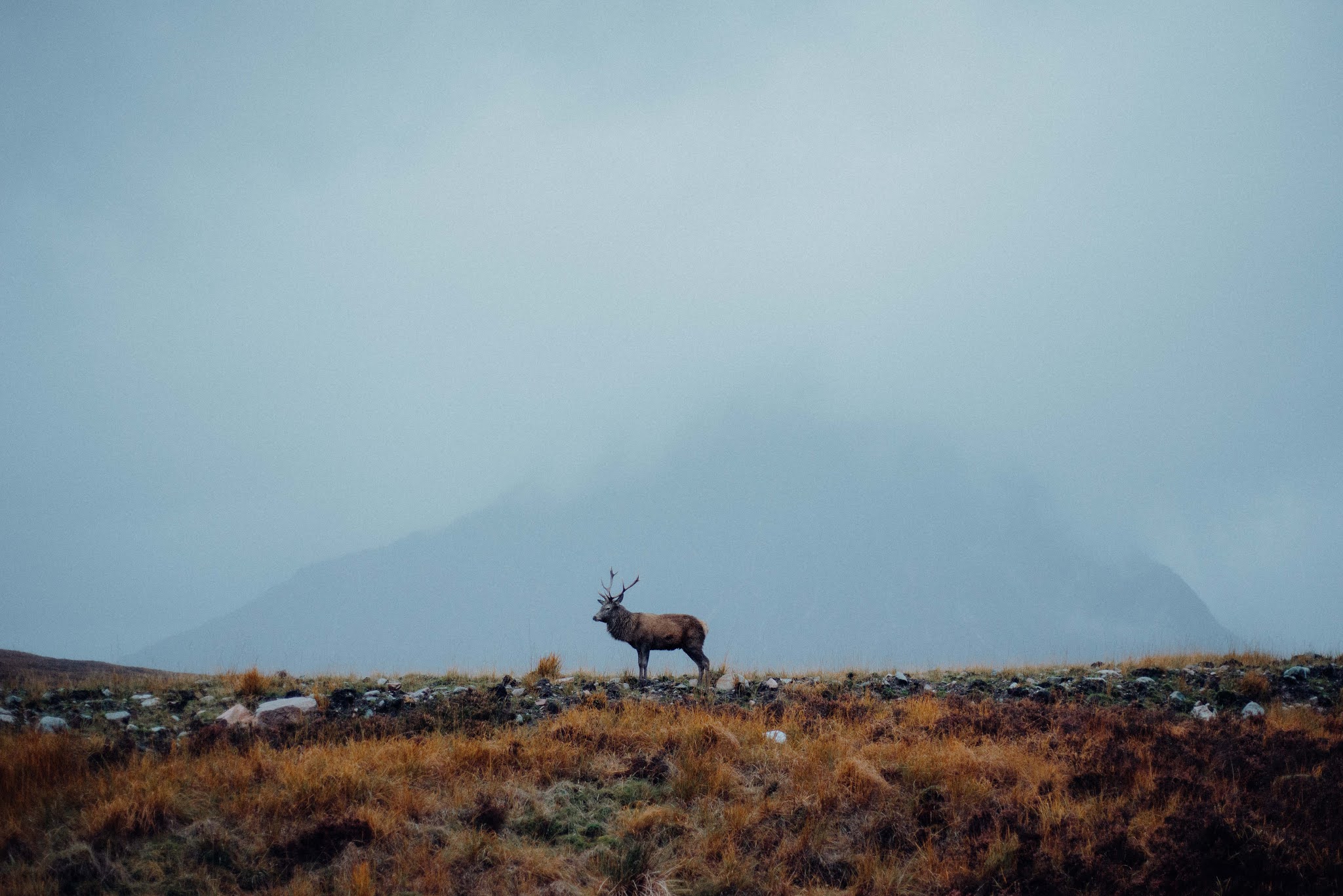 deer stag spotting glencoe liquid grain scotland