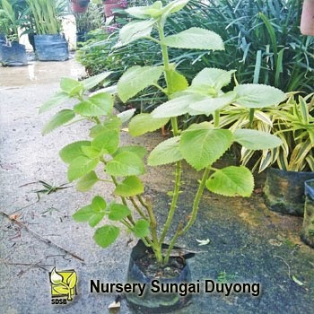 Nursery Sungai Duyong: Ati-Ati Hijau Gedung Tumbuhan Anda 