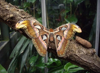 Beautiful Giant Butterfly  Seen On www.coolpicturegallery.us