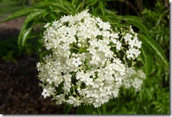 Elderberry