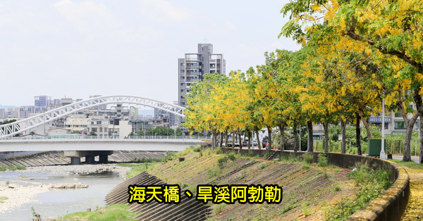 台中北屯|海天橋|旱溪阿勃勒黃金雨大道|特色景觀橋|拍照打卡熱點