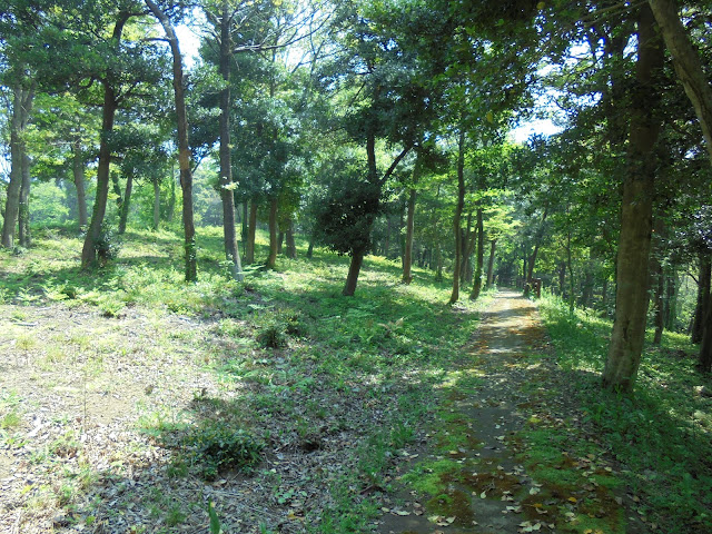 新緑の弥生の森遊歩道