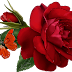 Flores Rojas, parte 1