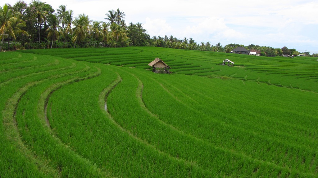 LET S GO AROUND THE WORLD KEINDAHAN SAWAH  TERASERING 