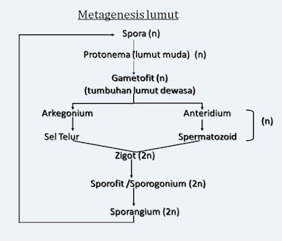 Skema Metagenesis Tumbuhan Lumut Lengkap Dengan Penjelasannya