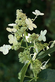 Hydrangea paniculata 'Greenspire'