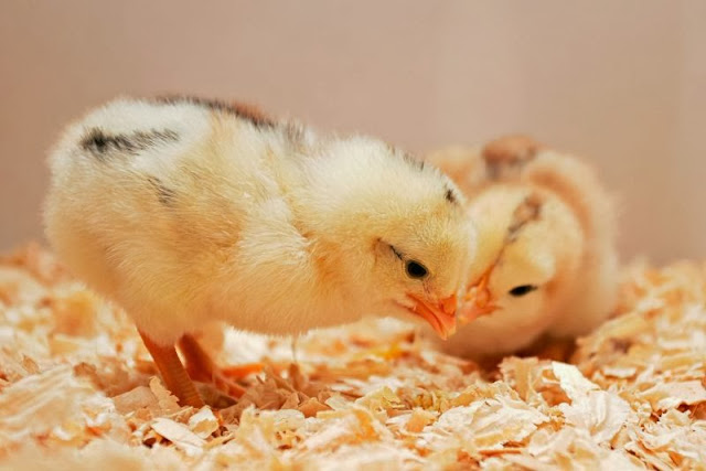 Cute Beautiful Chickens HD Wallpaper Free