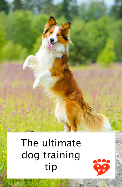 The one thing every dog owner should know about dog training