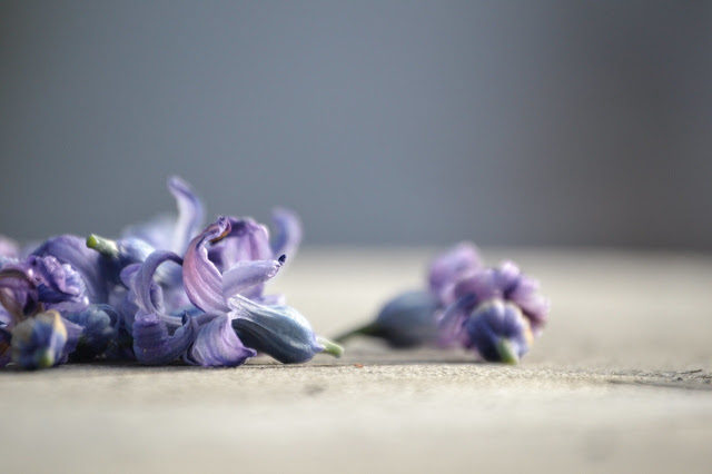 Flores de jacinto sobre una mesa
