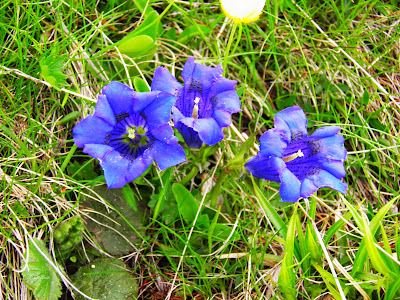 Pasari Din Romania Plante Salbatice 4 Flori Albastre Mov Si