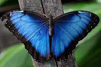 Risultati immagini per farfalla morpho