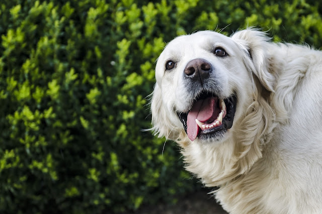 Hond heeft chocolade gegeten