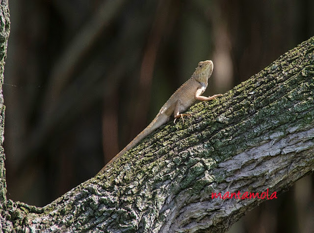 Changeable Lizard