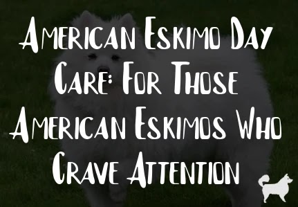 American Eskimo Day Care: For Those American Eskimos Who Crave Attention