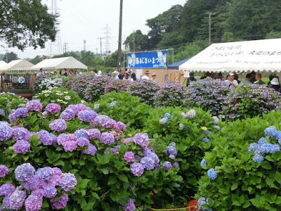  遠藤あじさい祭