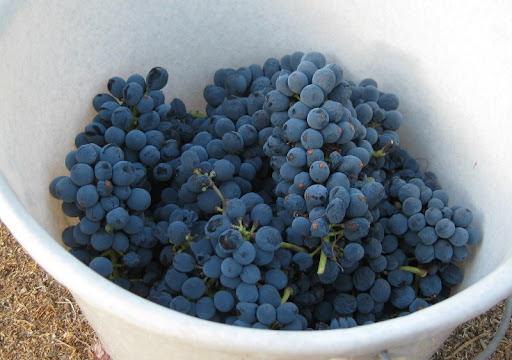 Fallbrook Syrah Harvest