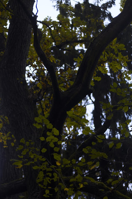 Autumn in Minsk park