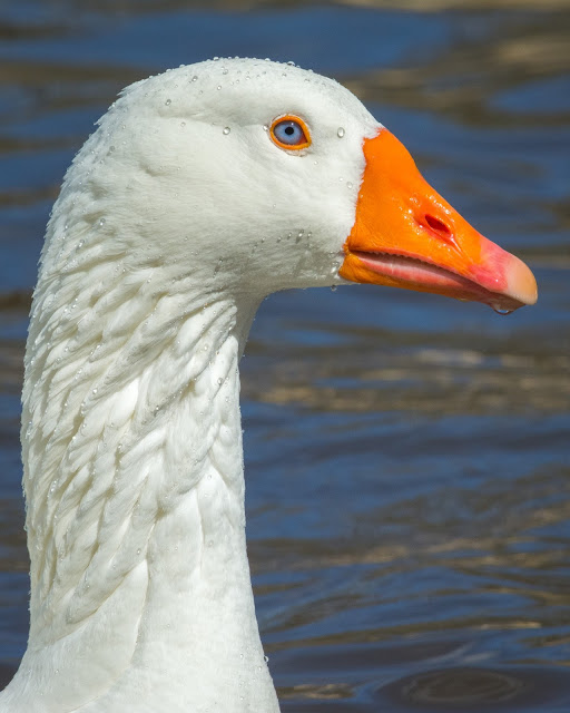 Domestic Goose, Centennial Park